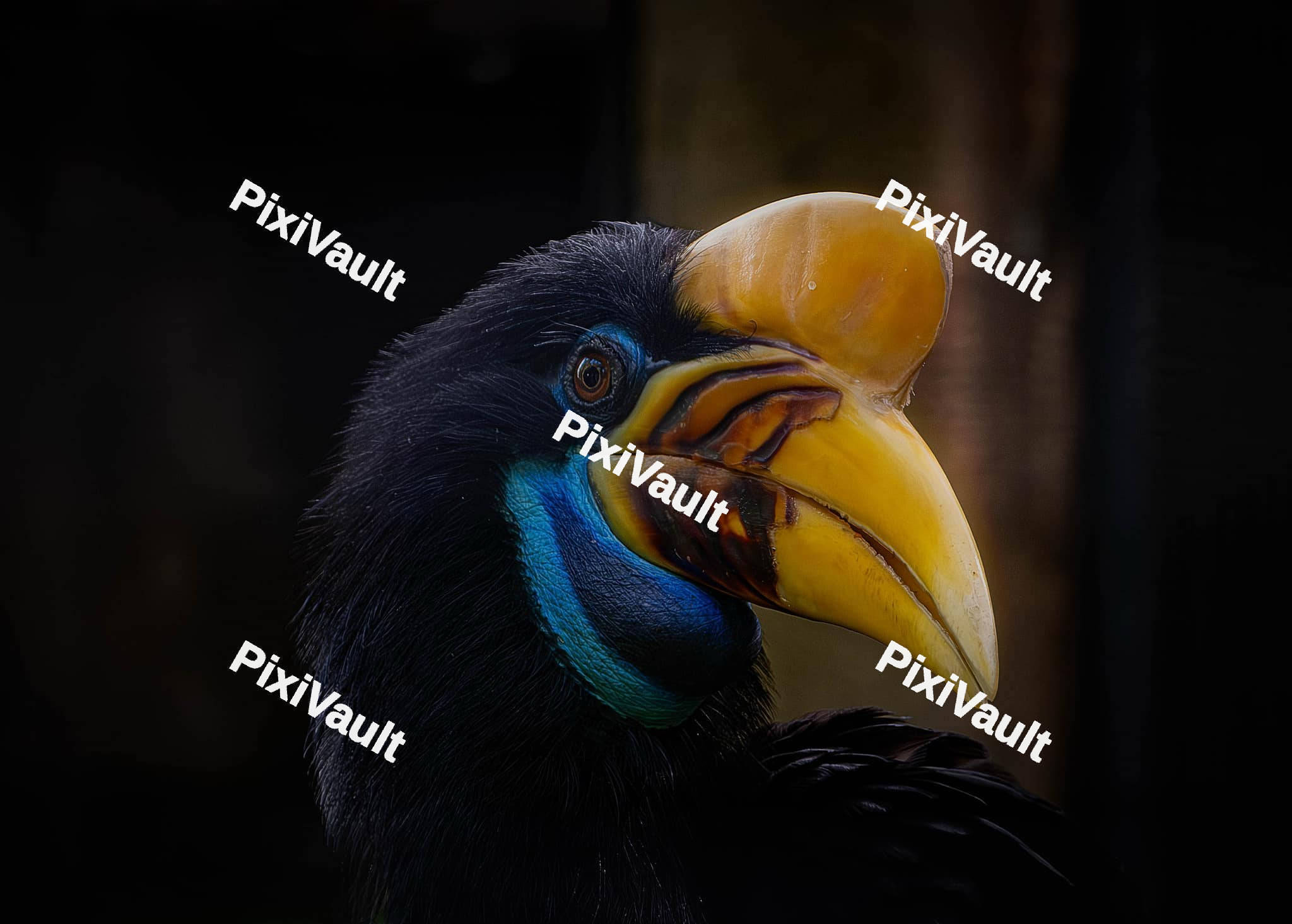 Knobbed Hornbill Bird